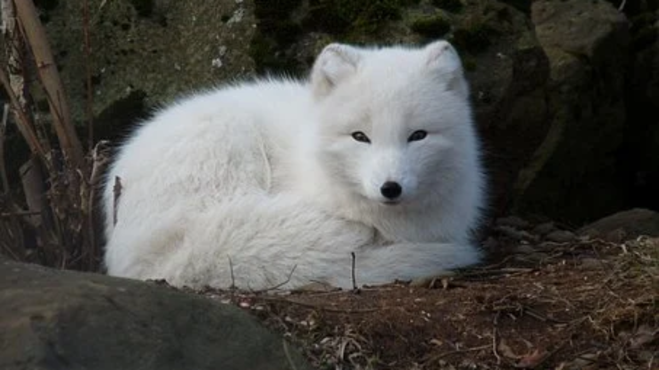 arctic-fox-3757778__340-1280x720.png