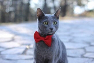 Kot rosyjski niebieski – opis, charakter, opinie właścicieli