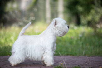 West Highland White Terrier - 10 Ciekawostek o Rasie
