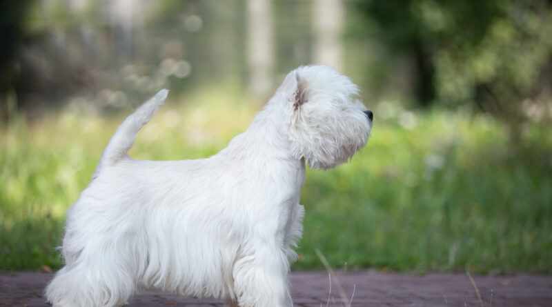 West Highland White Terrier – 10 Ciekawostek o Rasie