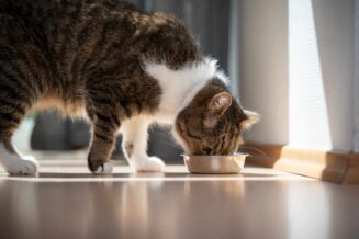 Karmienie kota latem — jak powinno wyglądać?