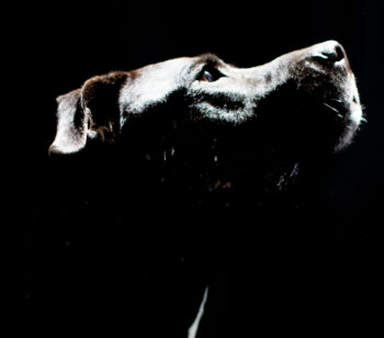 American Pit Bull Terier