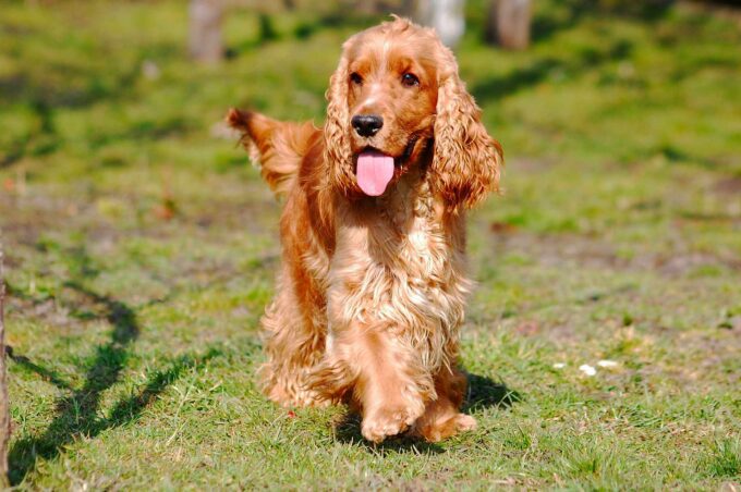 Cocker spaniel angielski