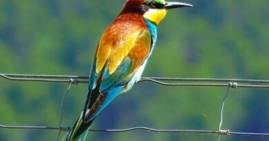 ciekawostki o ptakach