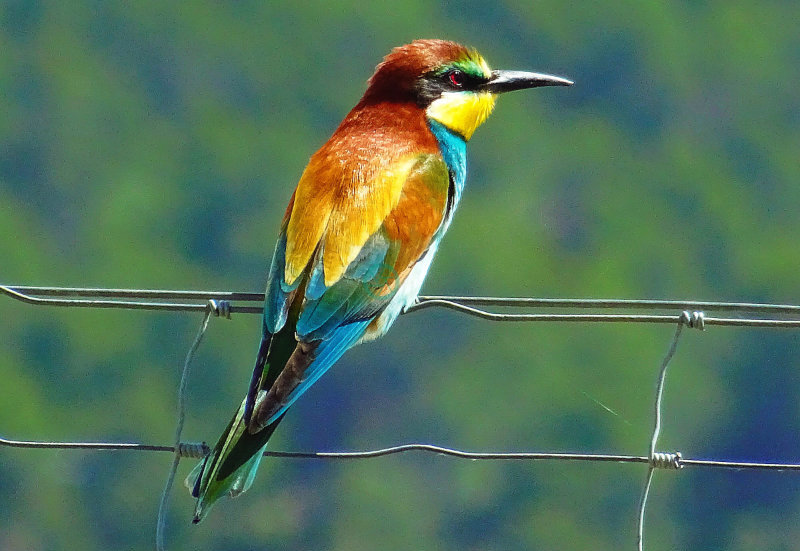 ciekawostki o ptakach