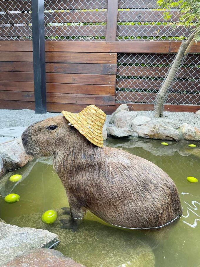 kapibara w kapeluszu