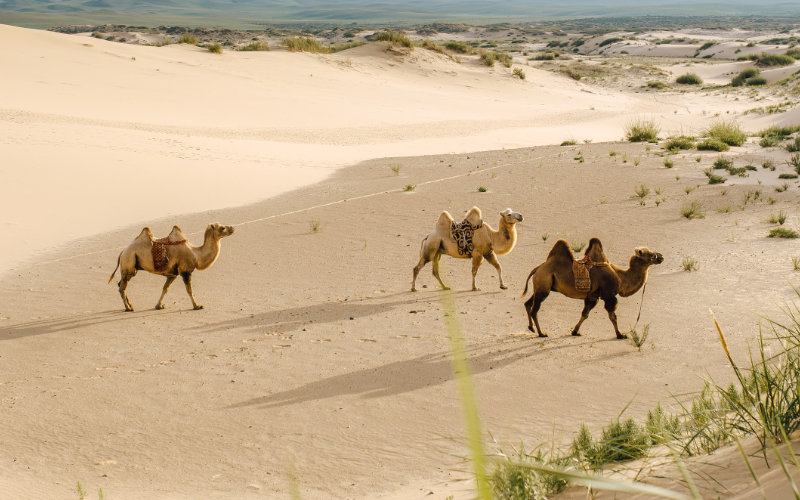 3 wielbłądy dwugarbne