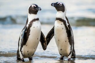 dwa małe pingwiny
