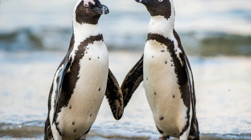 dwa małe pingwiny