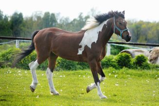 Koń Srokaty - O Różnych Odmianach Łaciatych Koni