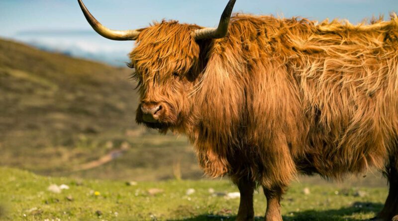 krowa szkocka na pastwisku