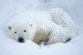 Niedźwiedź polarny