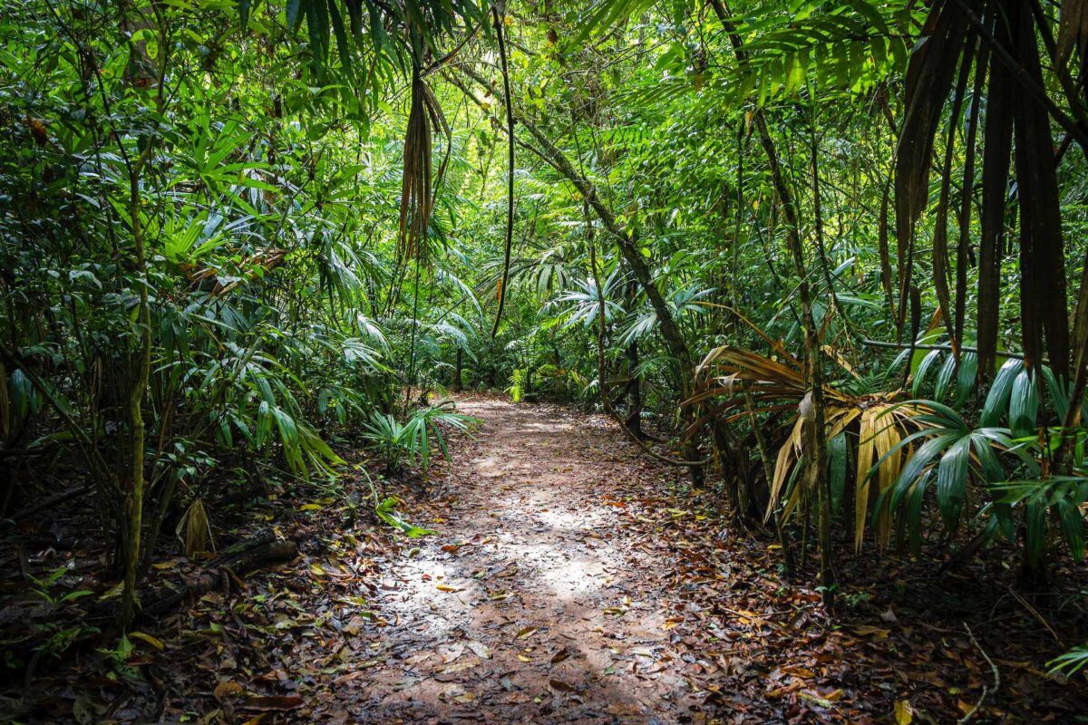 ścieżka w dżungli