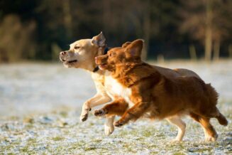 Biegnące psy - jeden beżowy, drugi rudy