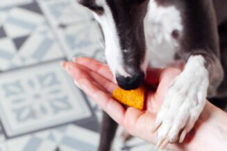 pies je karmę z ręki