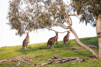 15 niesamowitych ciekawostek o kangurach