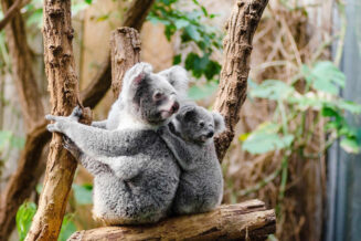 18 fascynujących ciekawostek o koalach