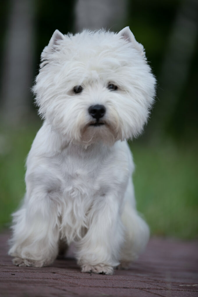West Highland White Terrier hod: Adamantina Corda wł. Beata Stępień