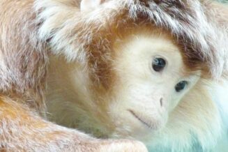 Ile kosztuje małpka kapucynka w Polsce