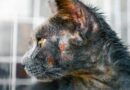 Dermatofitoza u kotów: Identifikacja i zarządzanie