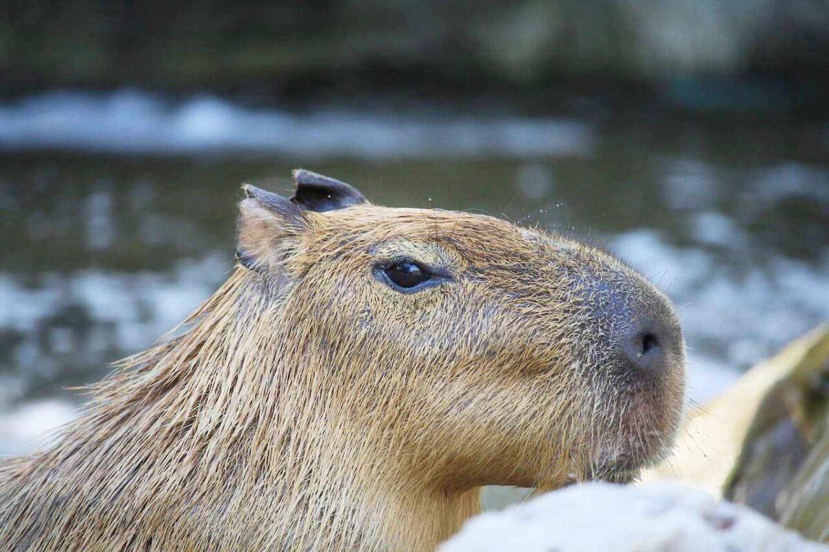 Głowa kapibary