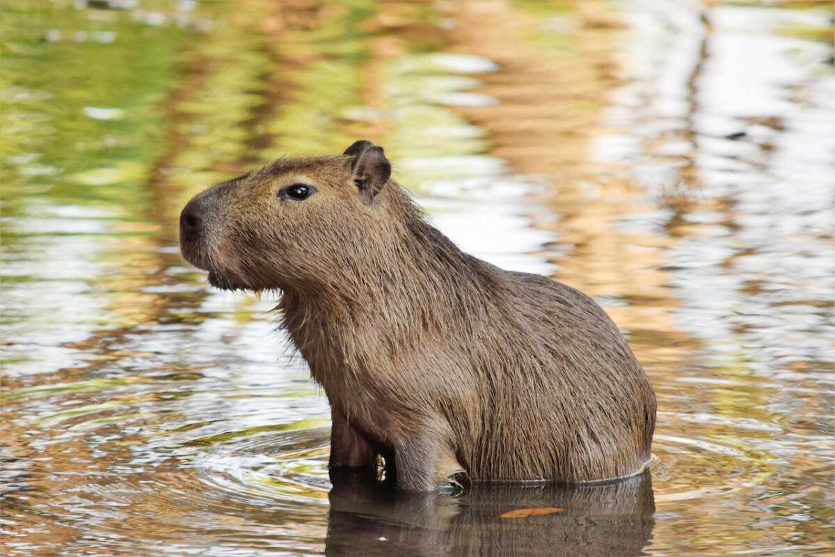 kapibara w wodzie