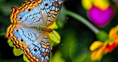Motyle: Ciekawostki Dla Dzieci