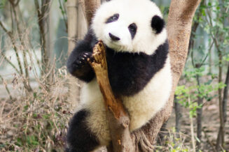 Panda Wielka: Ciekawostki i Fakty
