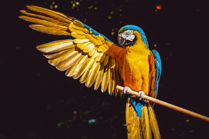 ara - papuga