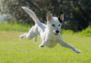 Skaczący pies na trawie