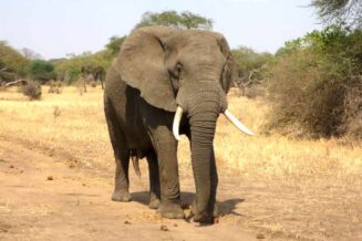 18 Ciekawostek o Słoniach Afrykańskich