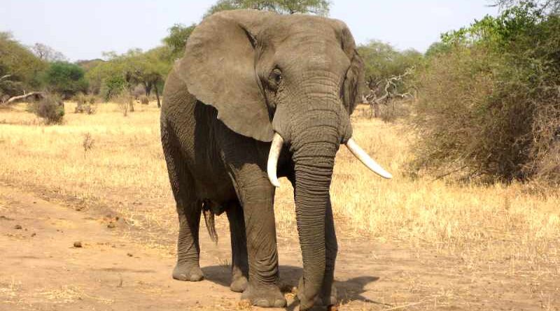 słoń afrykański