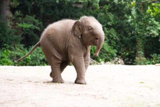 20 Ciekawostek o Słoniach Azjatyckich