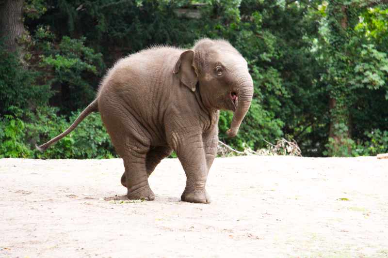 słoń azjatycki ciekawostki