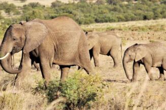 Słonie Ciekawostki: Zaskakujące Fakty o Słoniach