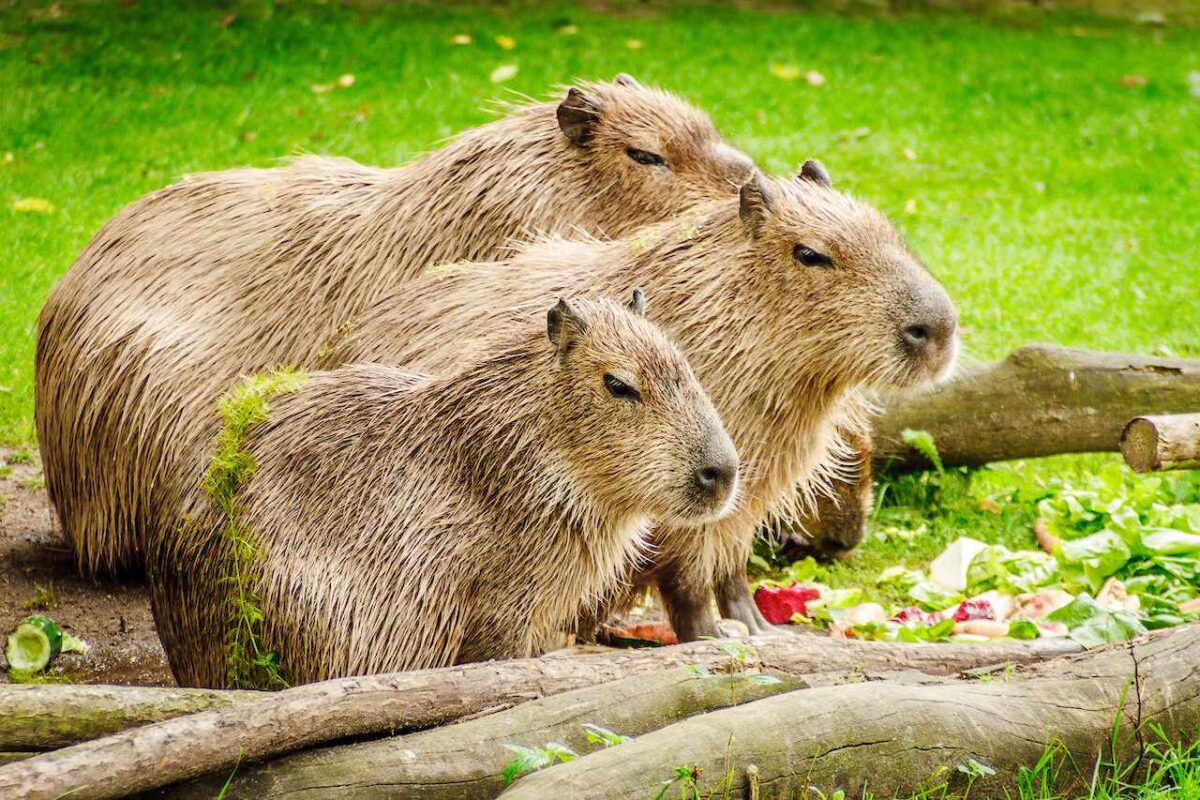 trzy kapibary na trawie