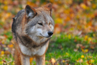 Ciekawostki, fakty oraz informacje o wilkach dla dzieci i dorosłych