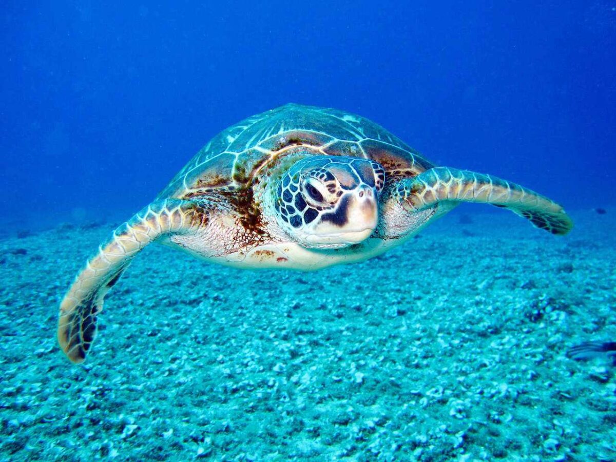 żółw w wodzie