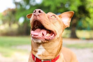 Pitbull Red Nose - Temperament, Profil Rasy, Hodowle