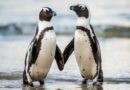 dwa małe pingwiny
