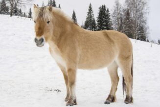 Koń Bułany - Charakterystyka Tych Koni