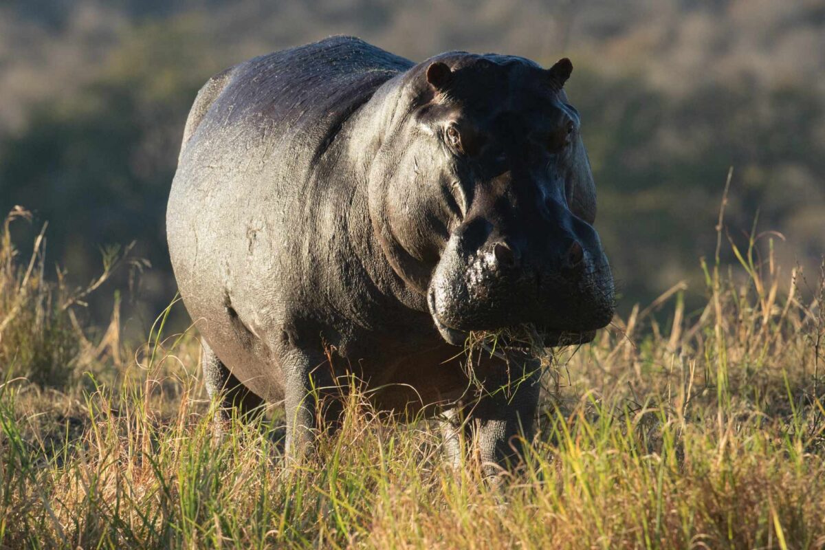 hipopotam