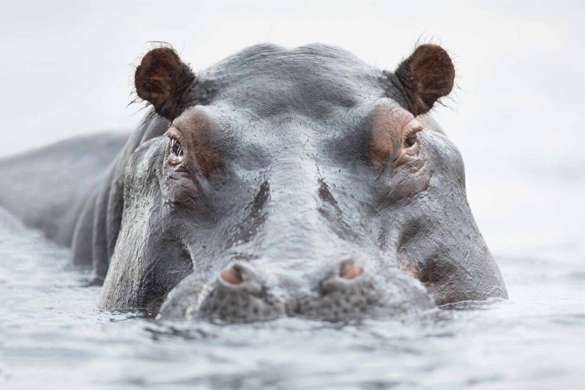 głowa hipopotama