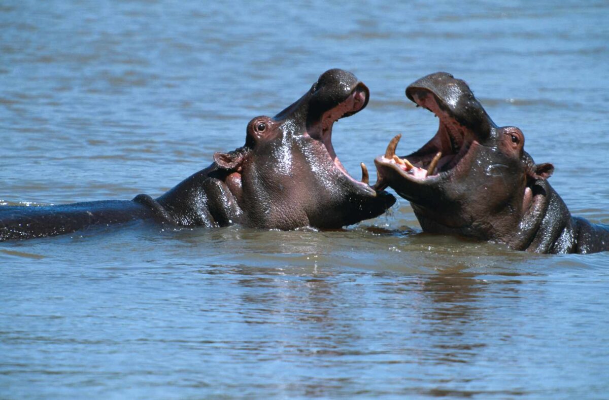 dwa hipopotamy