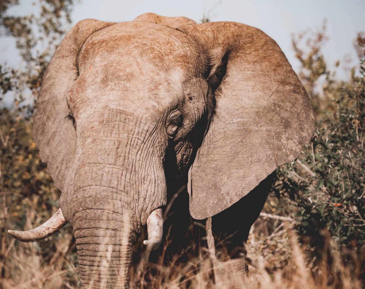 głowa słonia