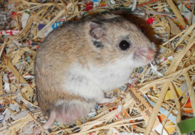 Chinese hamster