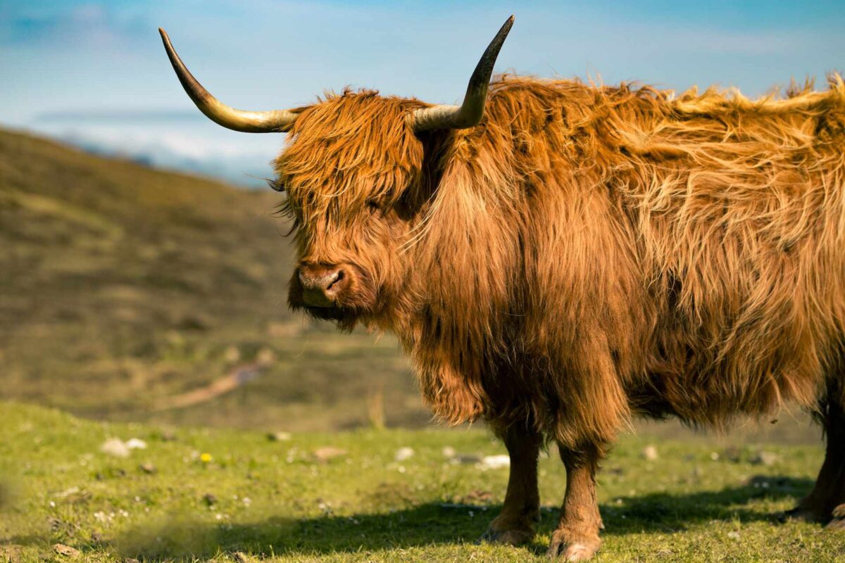 krowa szkocka na pastwisku