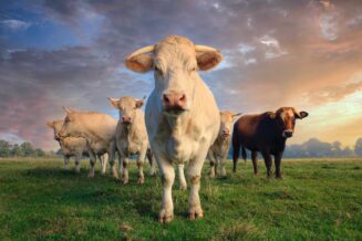 20 Ciekawostkach o Krowach, o Których Mogłeś Nie Wiedzieć
