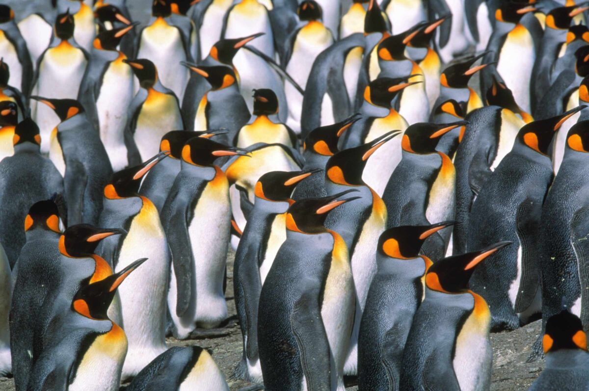 pingwiny w grupie
