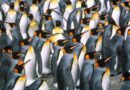 pingwiny w grupie